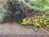 garden-wall