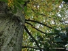 the-horse-chestnut